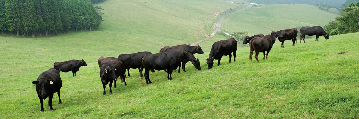 和牛の未来を担う農高生を応援！枝肉共励会出品牛をカミチクグループからお届けします