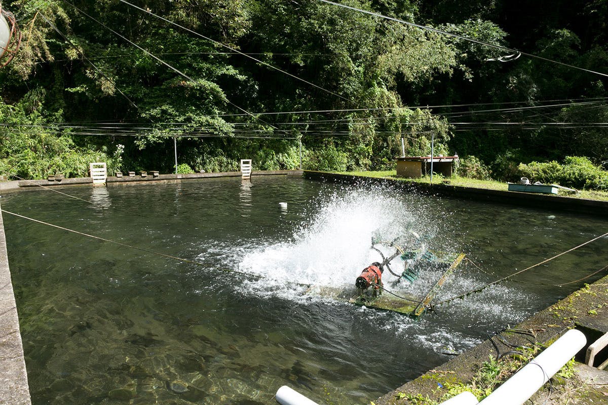 生け簀に設置された水車で酸素を補給