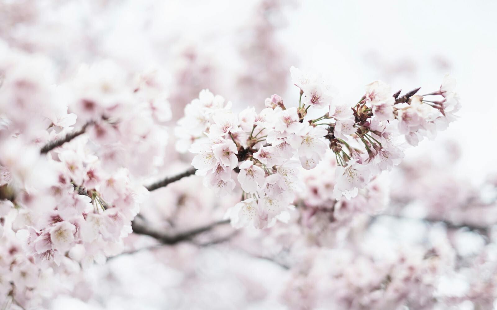 桜がきれに咲き誇っています