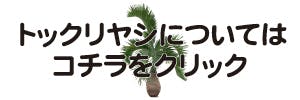 トックリヤシについてはコチラをクリック