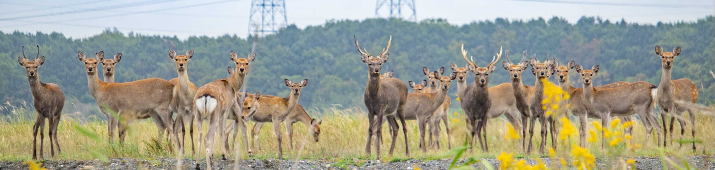 IBURI DOT SITE.北海道胆振蝦夷鹿