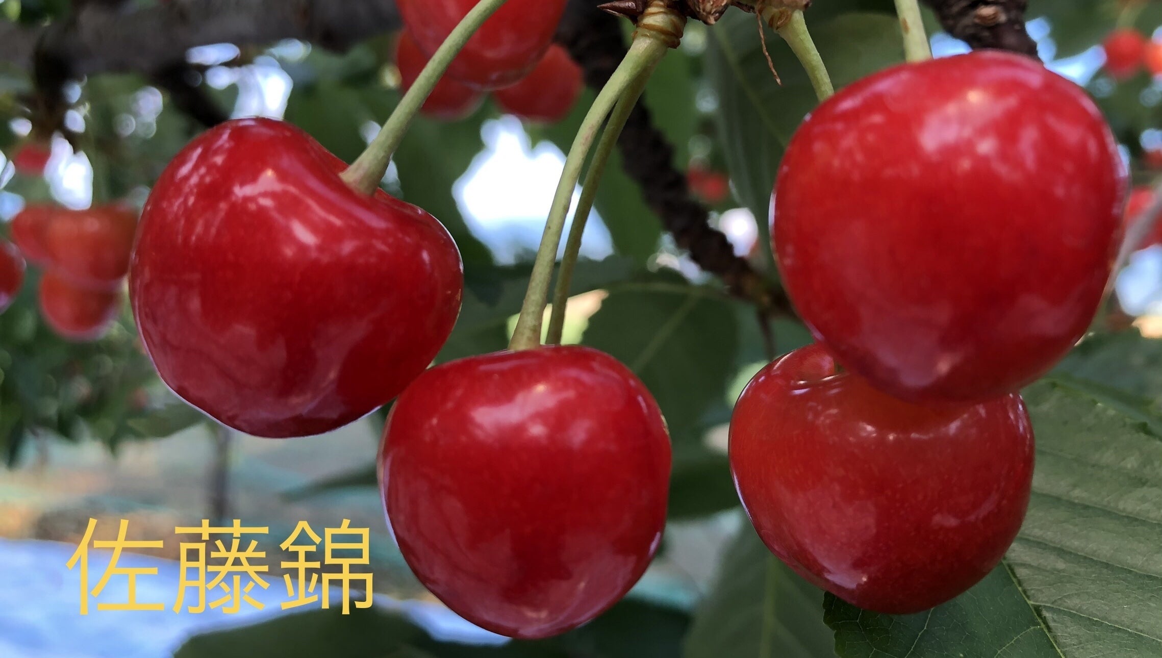 超レア果物「梨・甘ひびき」「桃・シーエックス」たくさん作り 超レア果物「梨・甘ひびき」「桃・シーエックス」たくさん作り