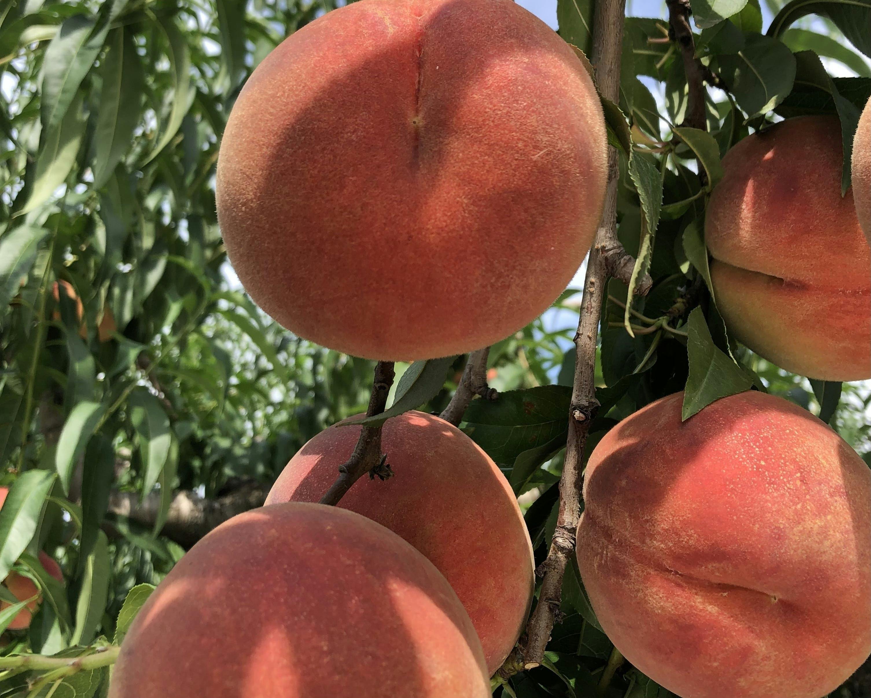 ⚠️ Rosegarden⚠️茨城県産 梨/甘ひびき 秀品/10キロ ⚠️ Rosegarden⚠️茨城県産 梨/甘ひびき 秀品/10キロ