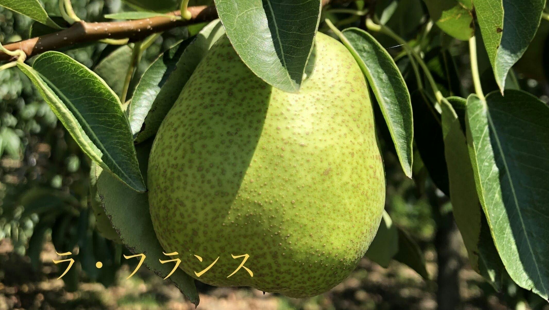 ⚠️ Rosegarden⚠️茨城県産 梨/甘ひびき 秀品/10キロ ⚠️ Rosegarden⚠️茨城県産 梨/甘ひびき 秀品/10キロ