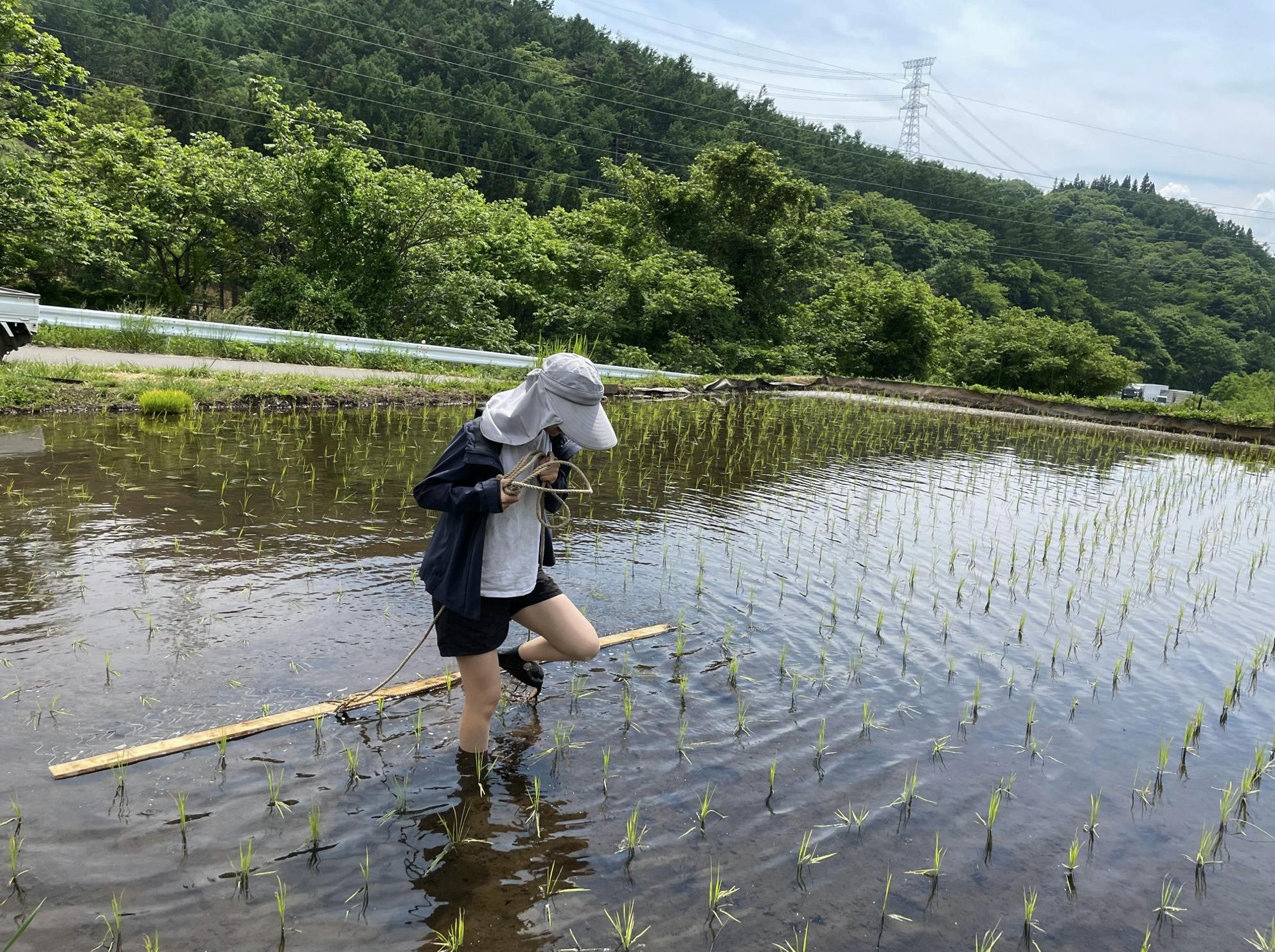 田んぼ除草機をひく作業