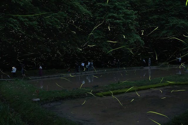 /data/project/829/ホタル観賞会の様子1.jpg