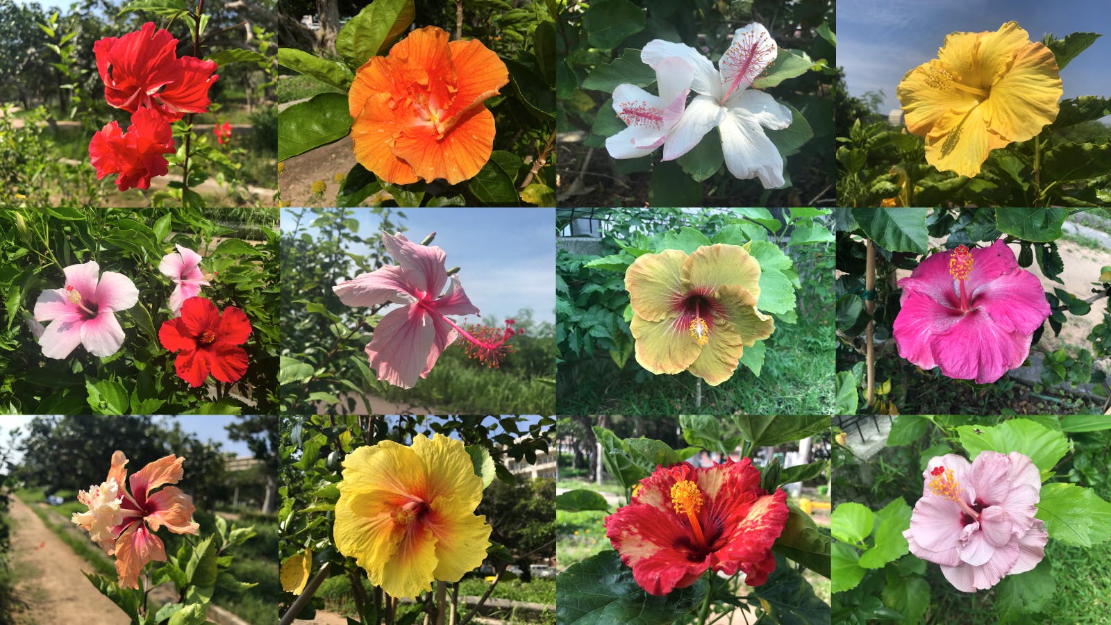 支援金1,000円で沖縄産の可愛らしく咲くハイビスカスの写真をランダムに3枚プレゼント!