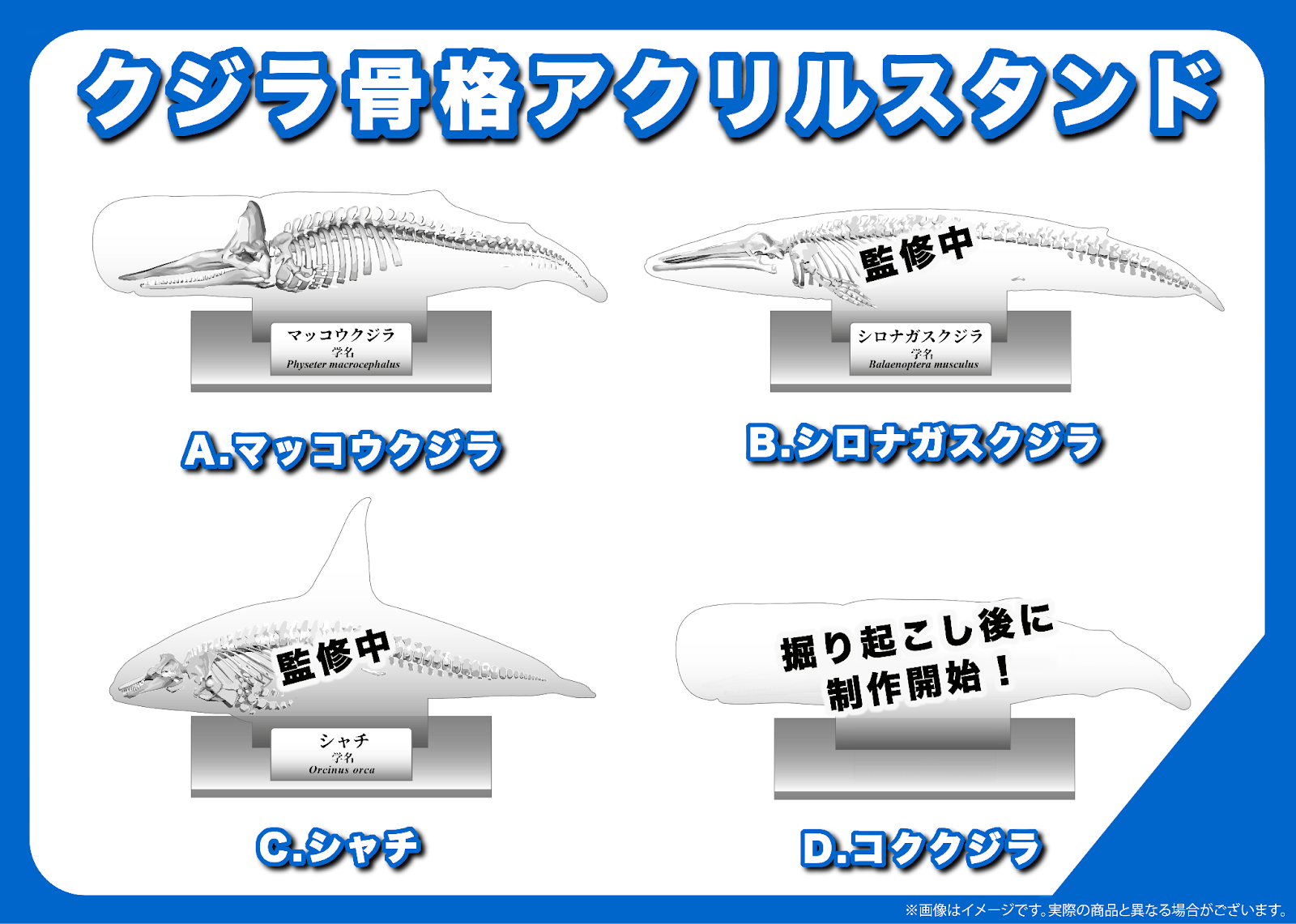 最新の3D技術を使って世界的に希少な“コククジラ”の骨格標本を後世に残したい！ - CAMPFIRE (キャンプファイヤー)