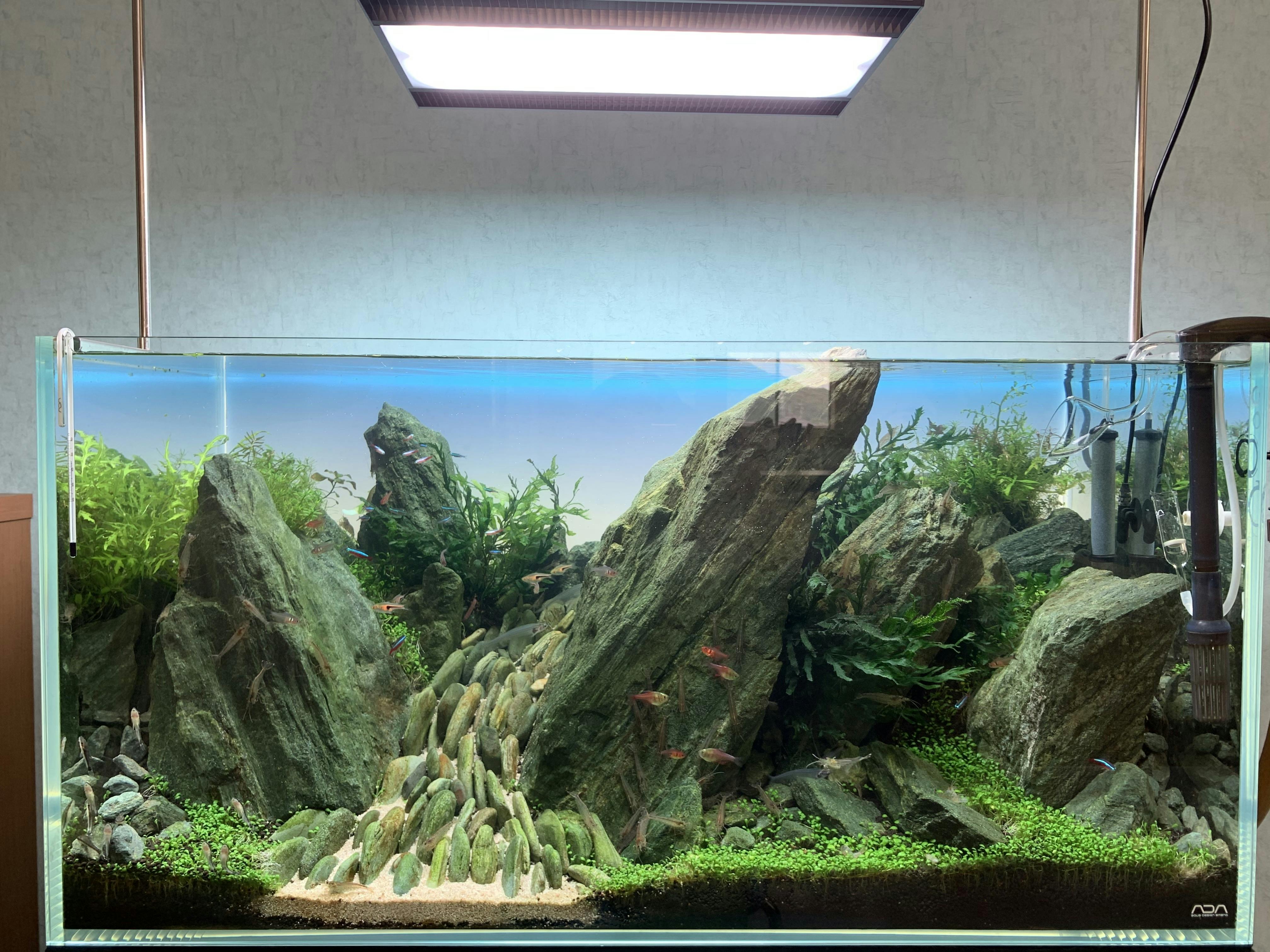 水草茂「はる様オーダー用」 水草茂「はる様オーダー用」