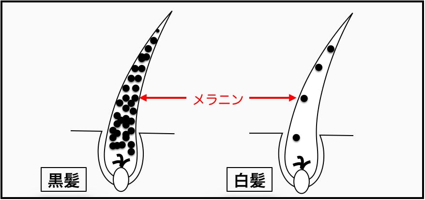 白髪　メラニン　