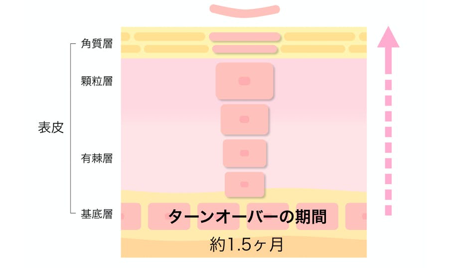 ターンオーバー