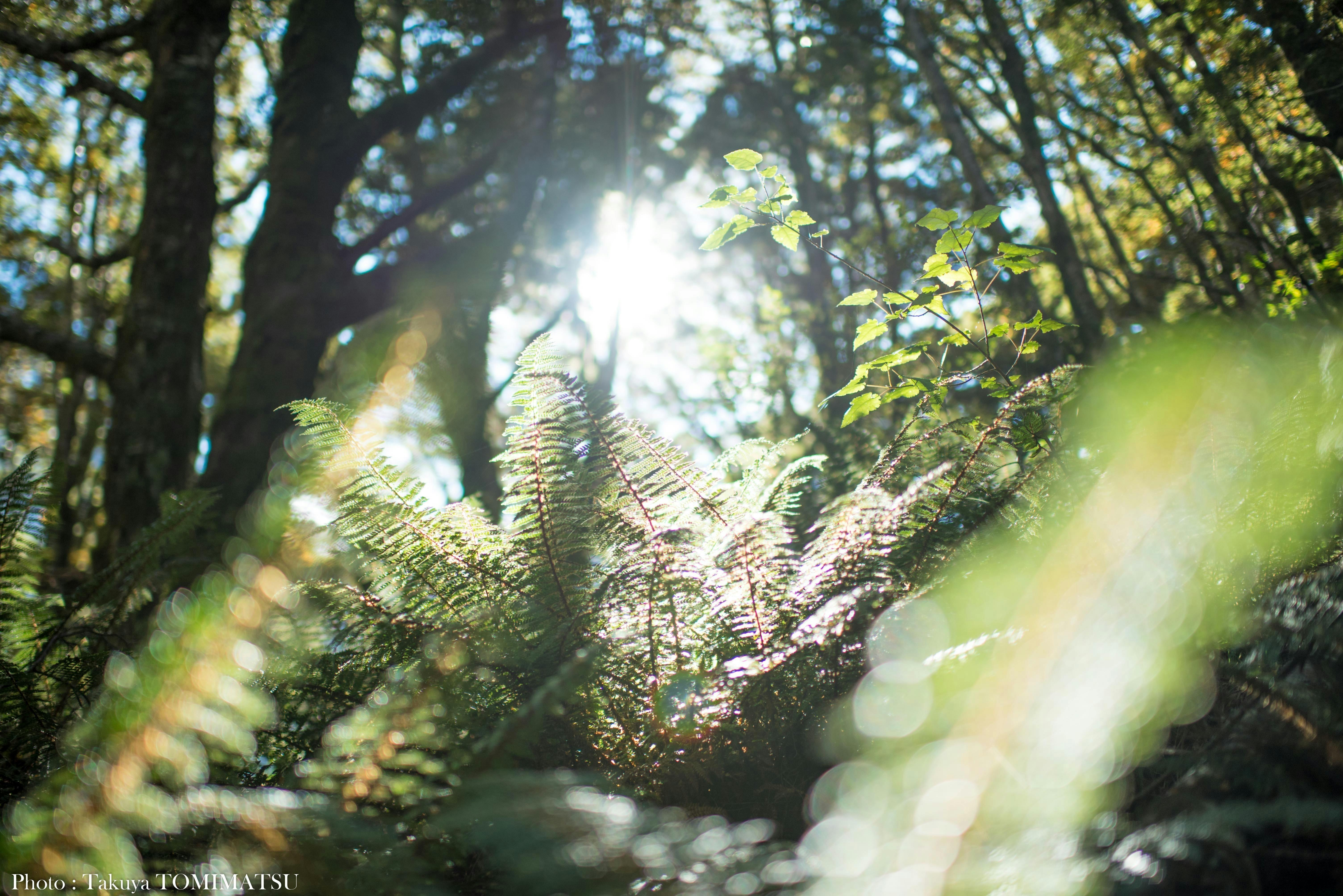 photo by ニュージーランド写真家トミマツタクヤ 