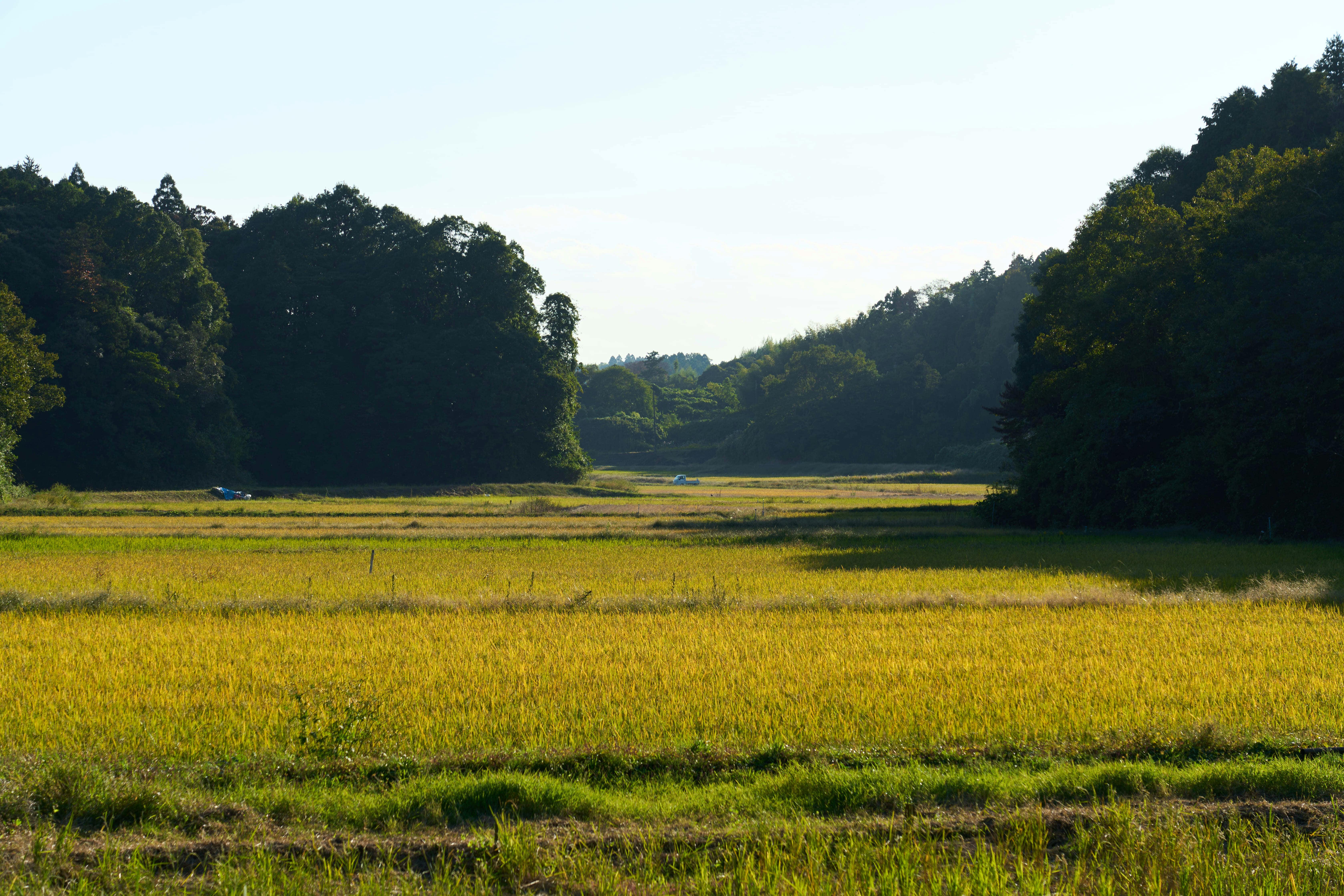 匝瑳市の里山の風景