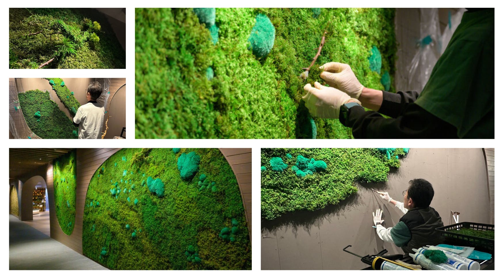 天然の苔を″枯れない苔″に特殊保存加工する開発に成功!山縣健志、新た 天然の苔を″枯れない苔″に特殊保存加工する開発に成功!山縣健志、新た