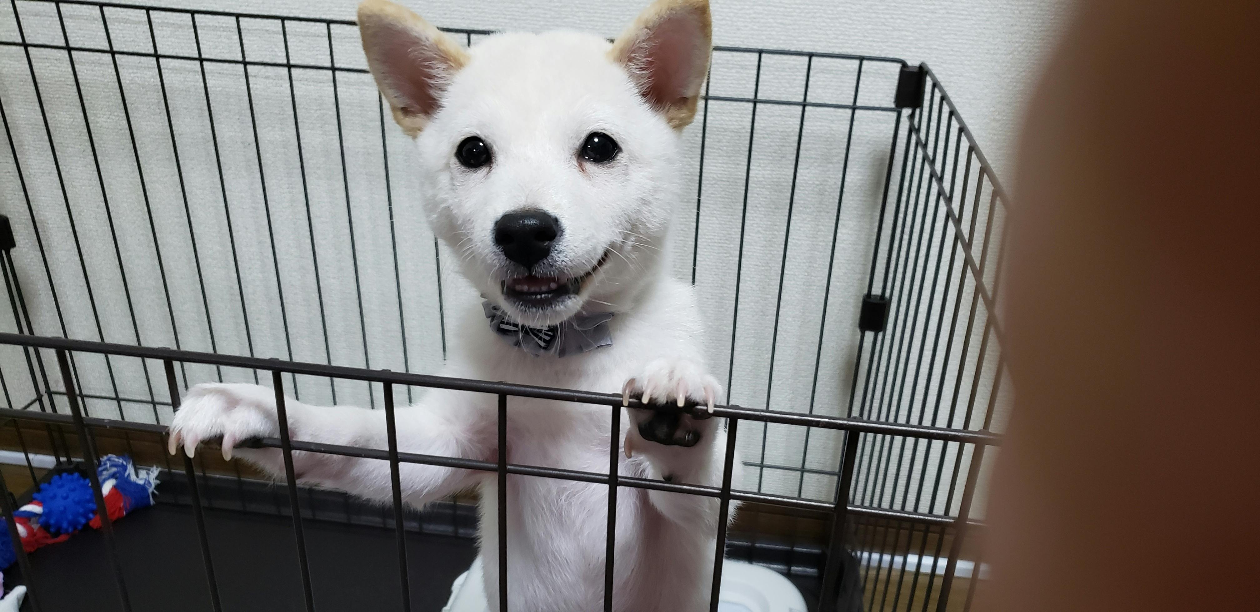 家の愛犬(ソラ)