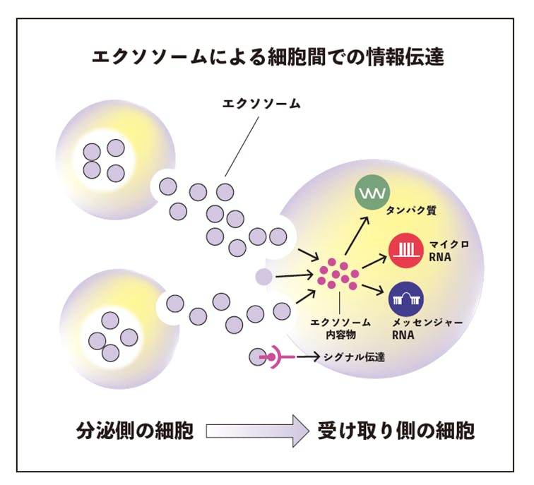 ヒトサイタイ血由来幹細胞エクソソームでスキンケアを革新！研究開発を支援して - CAMPFIRE (キャンプファイヤー)