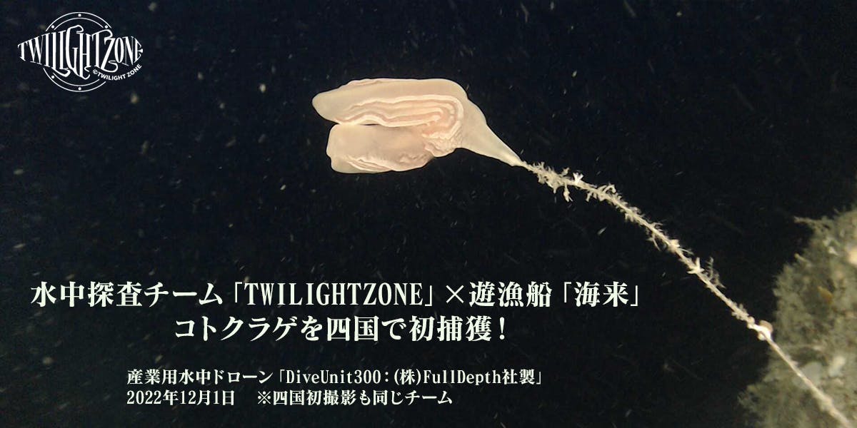 ・水中探査チーム「TWILIGHTZONE」 ｘ 遊漁船「海来」コトクラゲを四国で初捕獲！ 　産業用水中ドローン「DiveUnit300：(株)FullDepth社製」2022年12月1日 　※四国初撮影も同じチーム