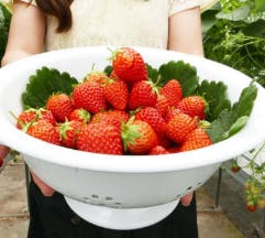 コンフィチュール いちごへのこだわり