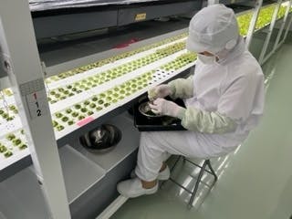 種をまいて間もないレタス棚