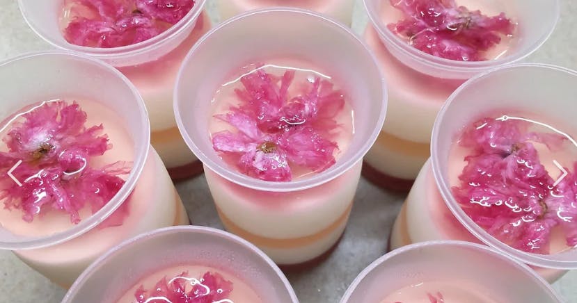 高知県梼原町「桜プロジェクト」桜ぷりんでにっぽんの宝物グランプリ 高知県梼原町「桜プロジェクト」桜ぷりんでにっぽんの宝物グランプリ