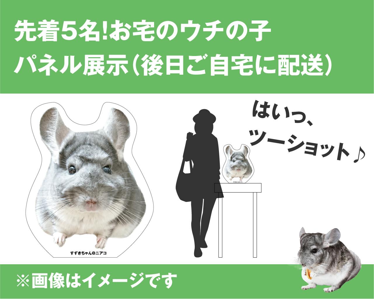 2025年3月に第2回チンチラチラチラを開催したい！プロジェクト