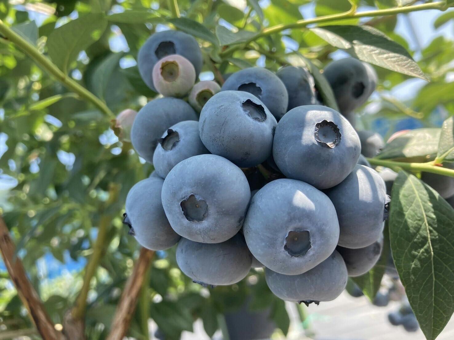 ミンサー柄 花ブロック 8枚専用 【公式通販】