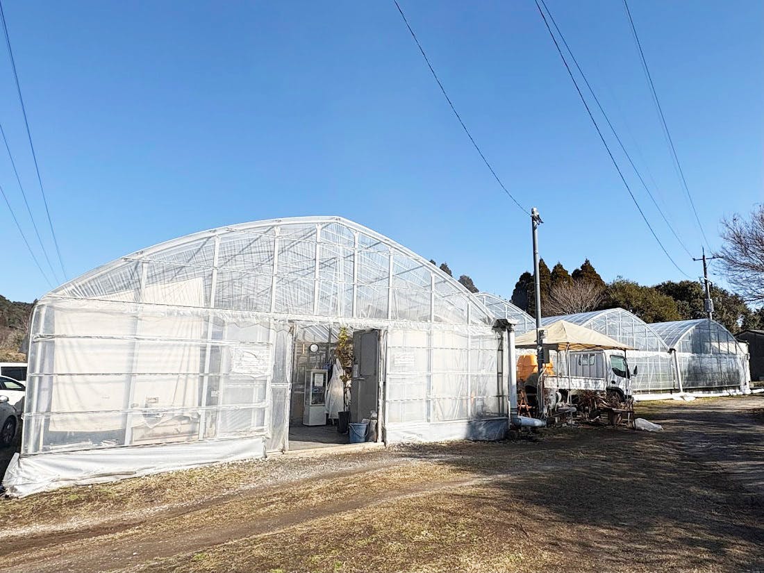 鹿児島市郊外、郡山地区の緑に囲まれて季節の移ろいを感じる地に、広さ600坪のビニールハウスがあります。