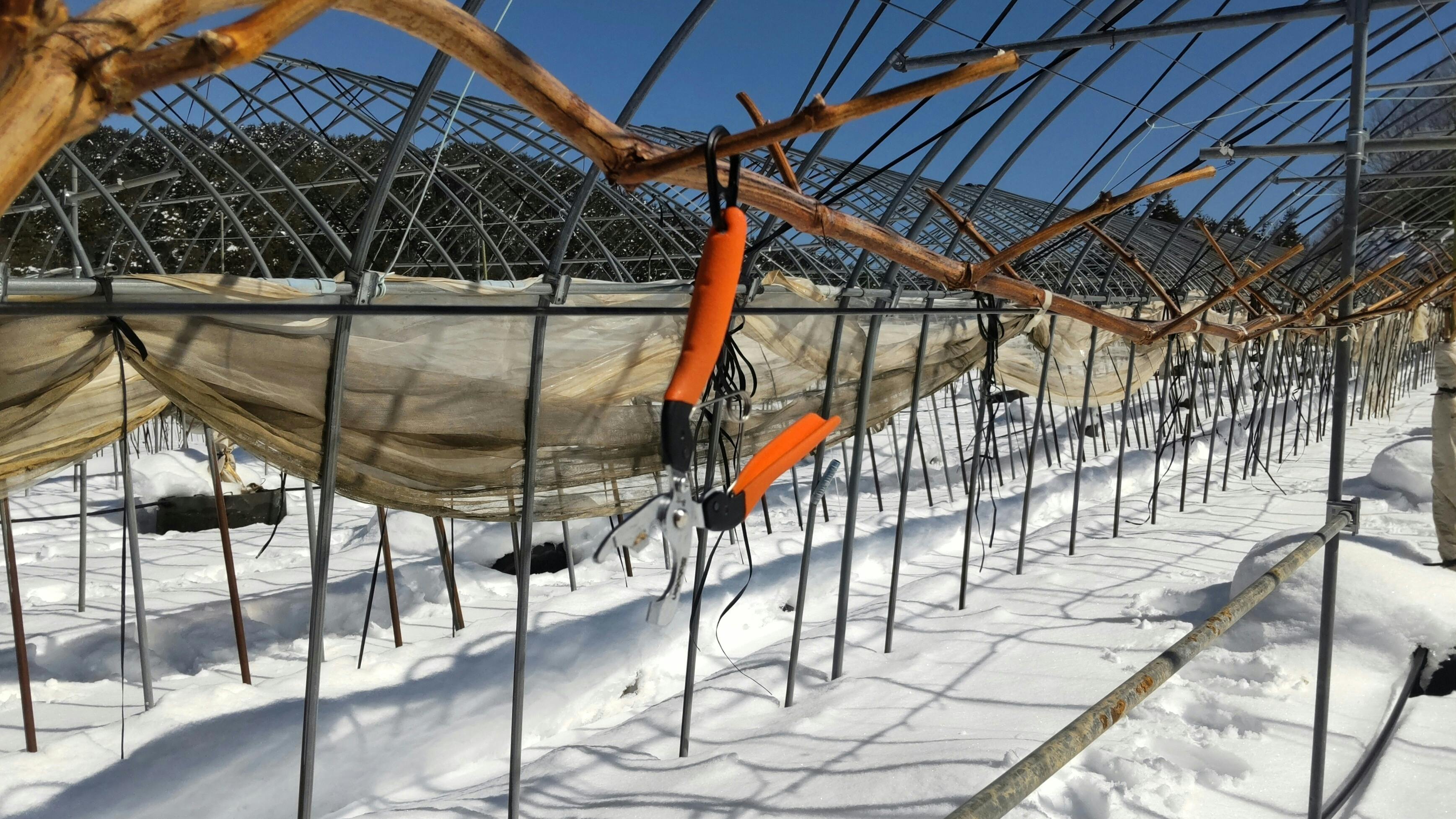 2/25 今年の作業開始です