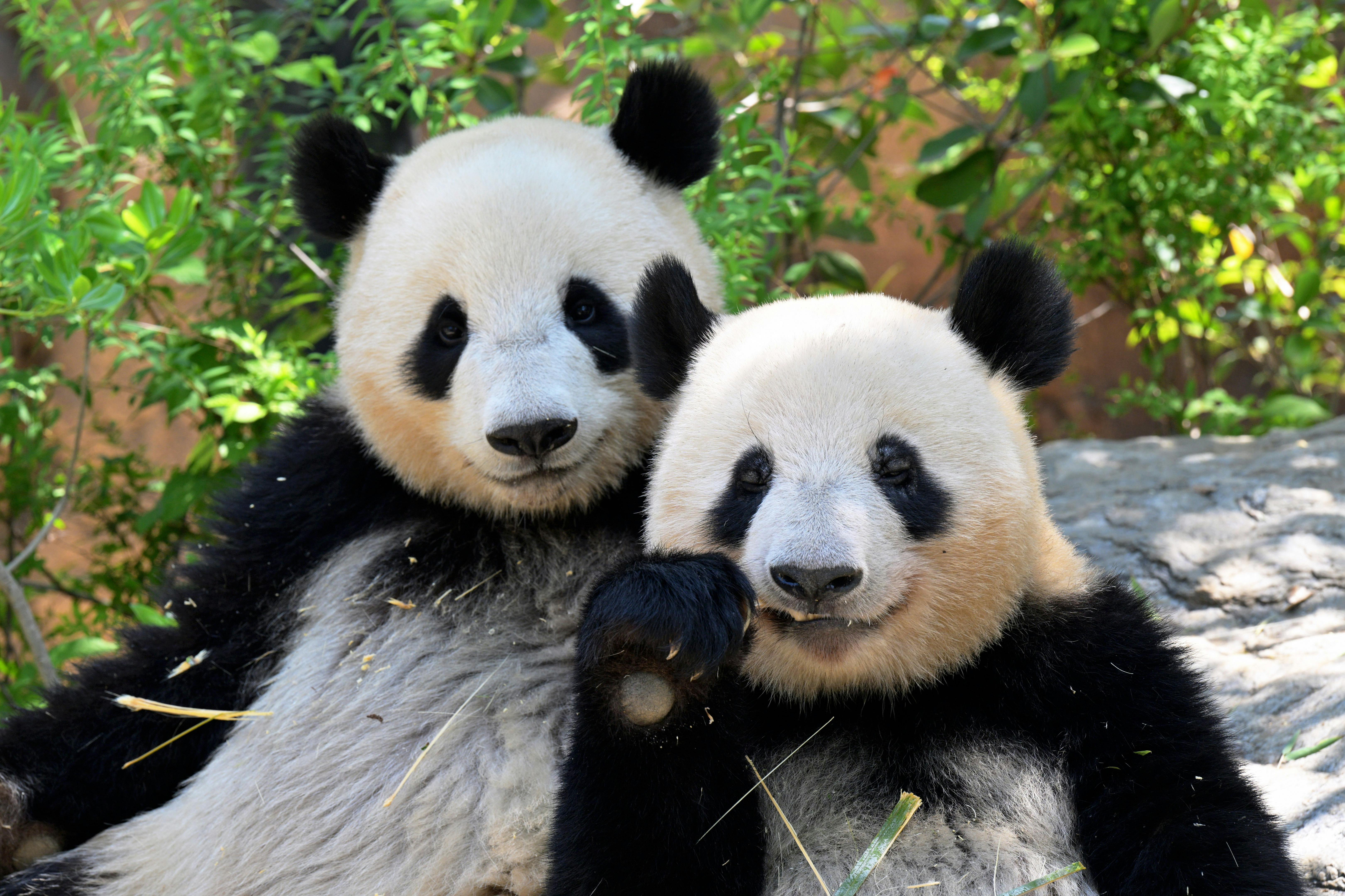 値下げ　上野動物園　シャオシャオ＆レイレイ　４歳記念　誕生日　ハット 値下げ 上野動物園 シャオシャオ＆レイレイ 4歳記念 誕生日