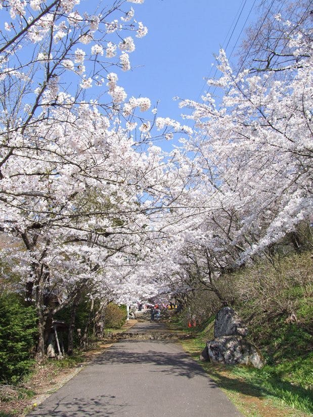 樹齢1200年・弘法桜の危機】中野市の弘法桜と未来の景観を守る再生