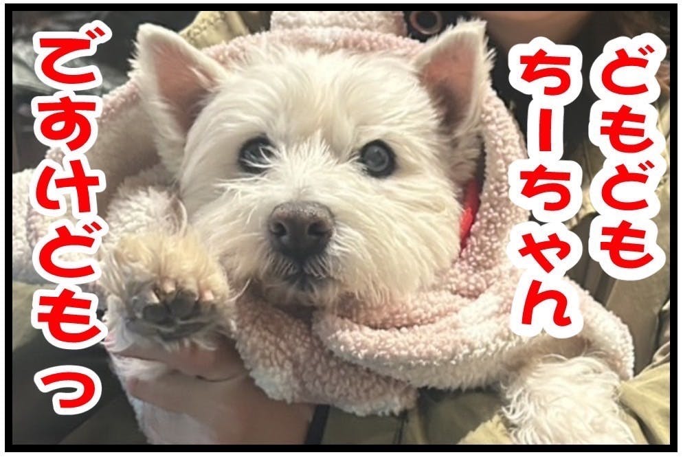 16歳・ちーちゃんの漫画で健康・元気で過ごす愛犬ライフを伝えたい