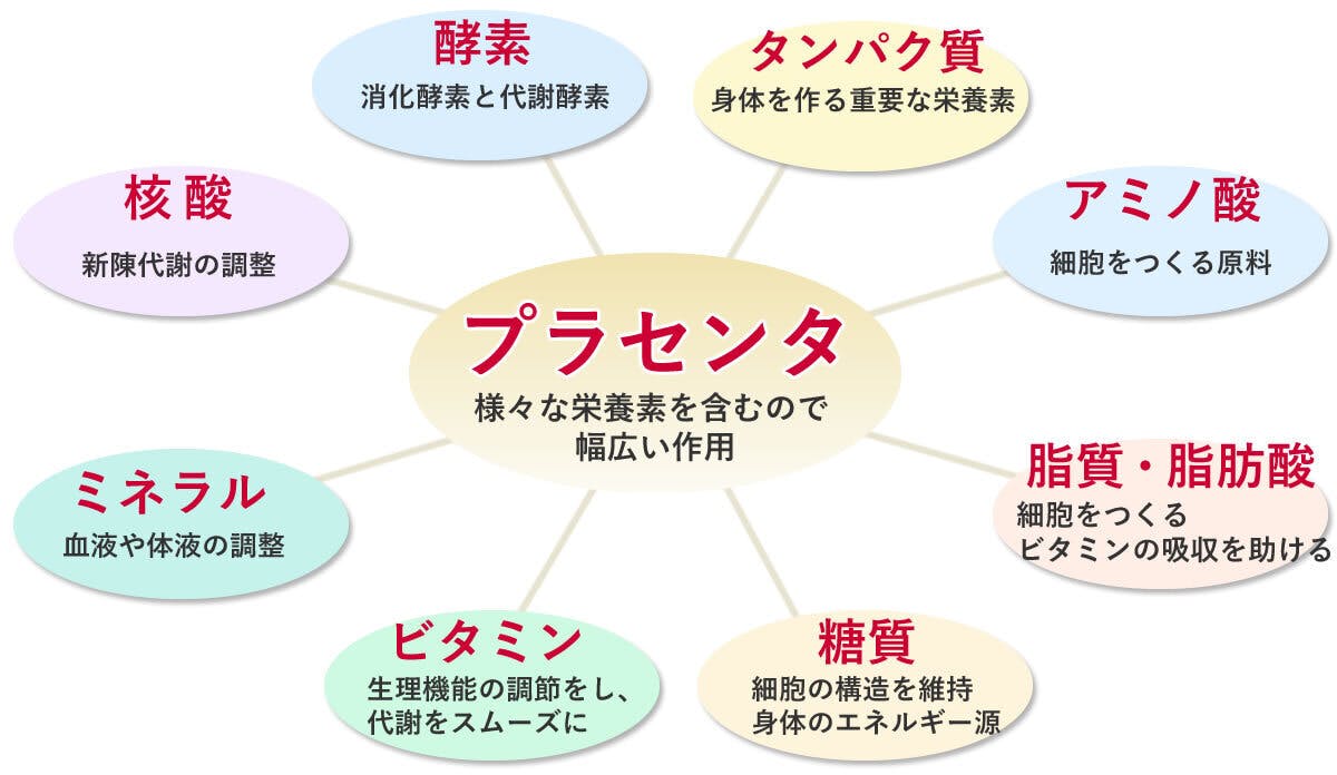 様々な栄養素を含むので幅広い作用があるプラセンタ