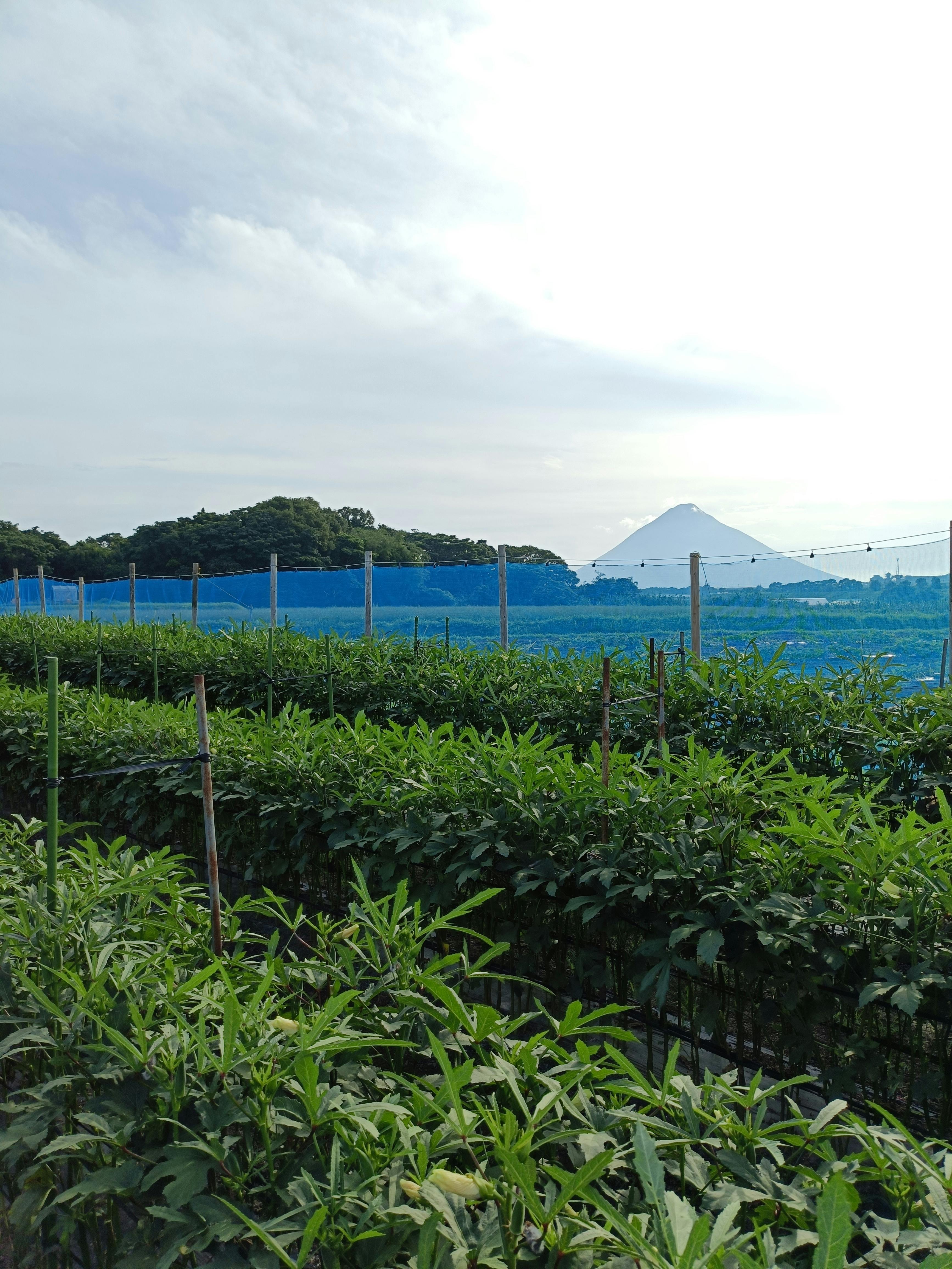 指宿のオクラ畑