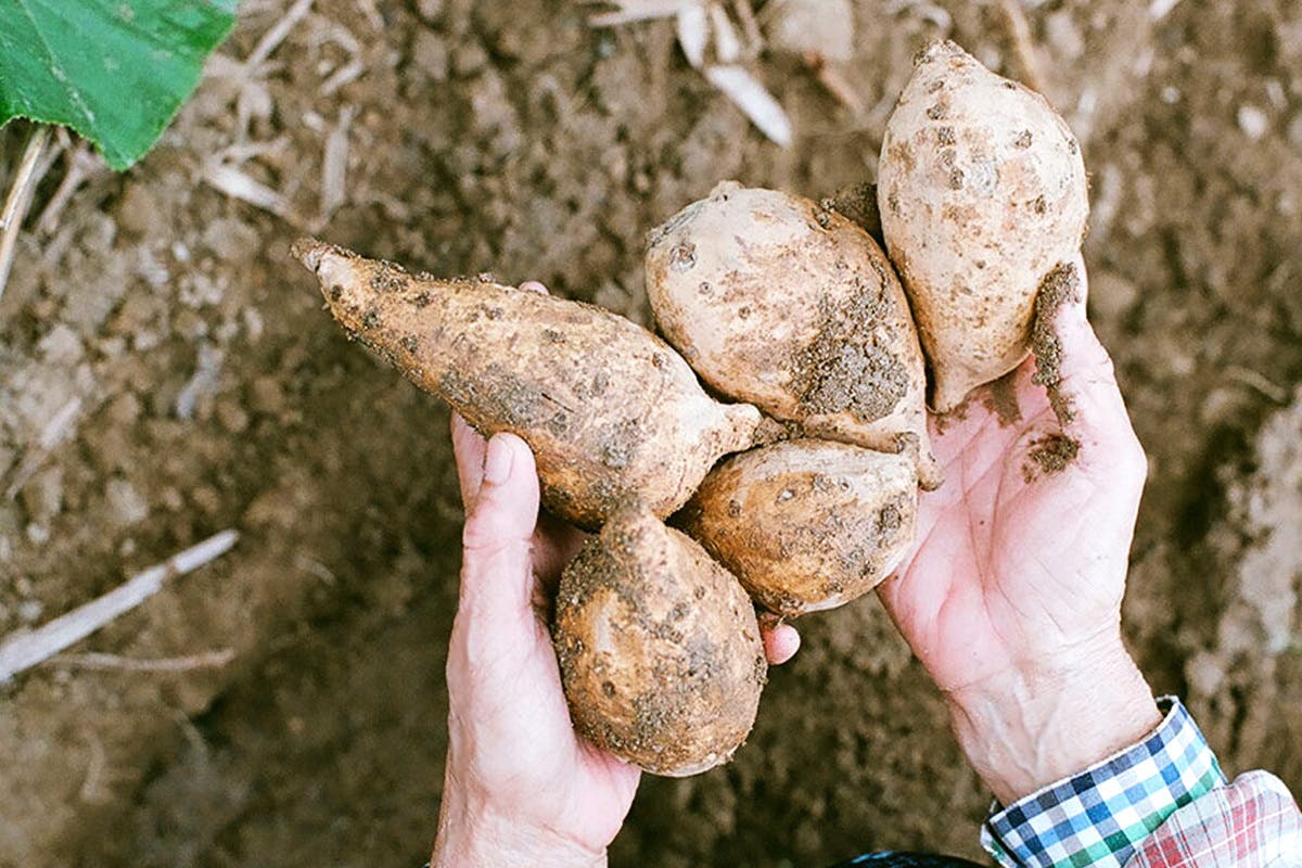 【写真】畑で収穫された白芋(七福芋)