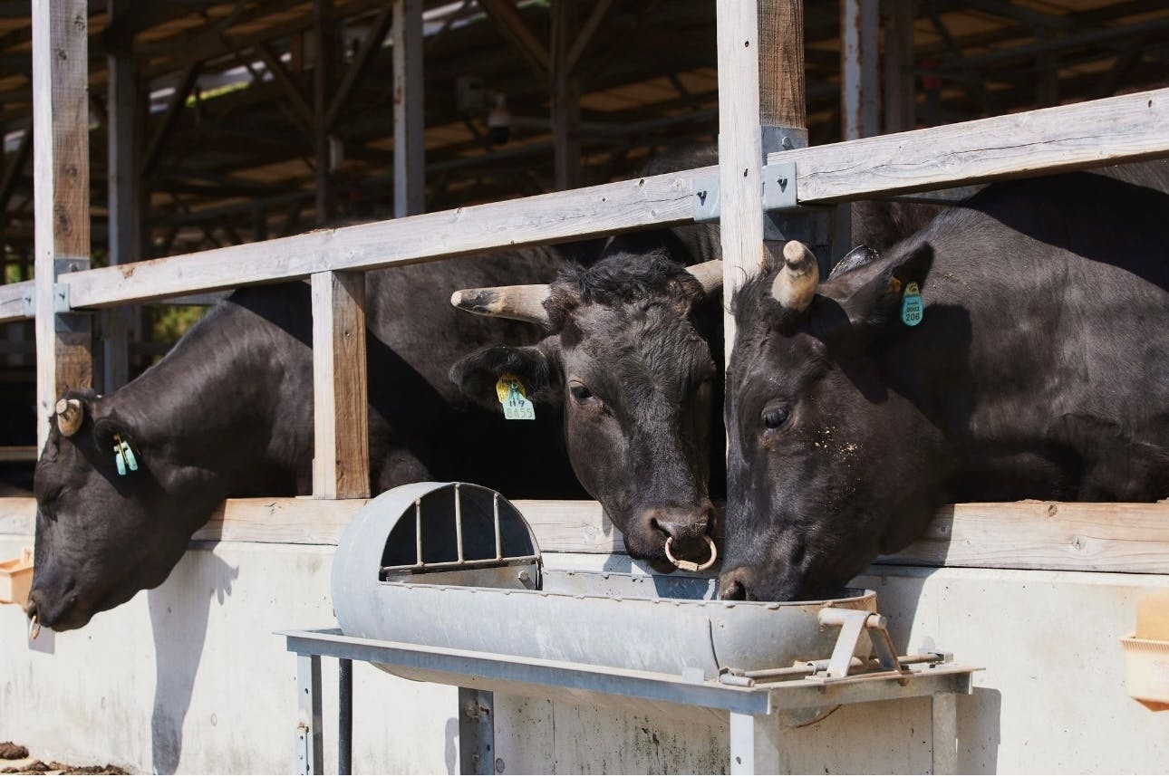 唯一無二の黒毛和牛「屋久島牛プロジェクト」〜世界自然遺産の味わいを