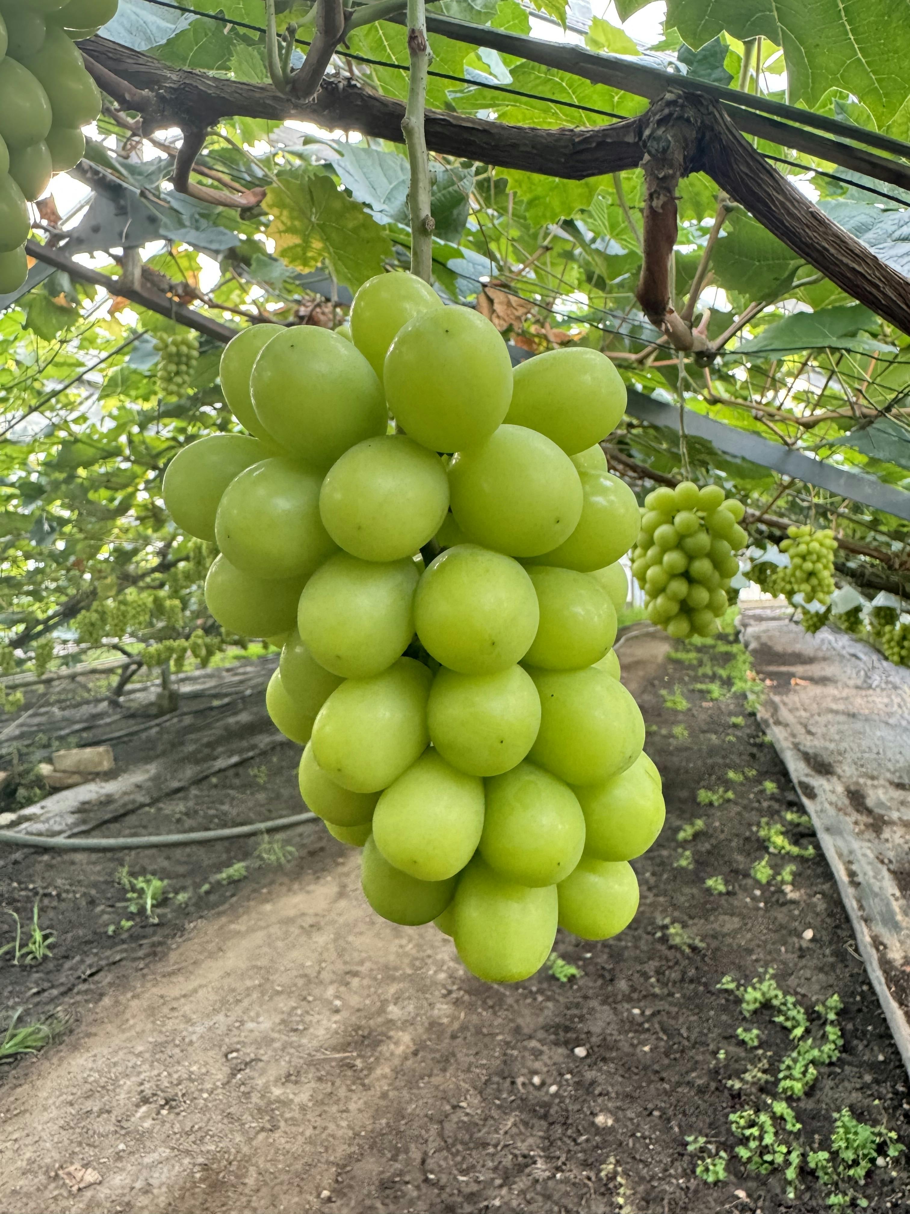 3年かけたシャインマスカットが初収穫！訳ありマスカットをみんなに