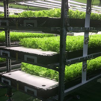 水耕栽培イメージ図