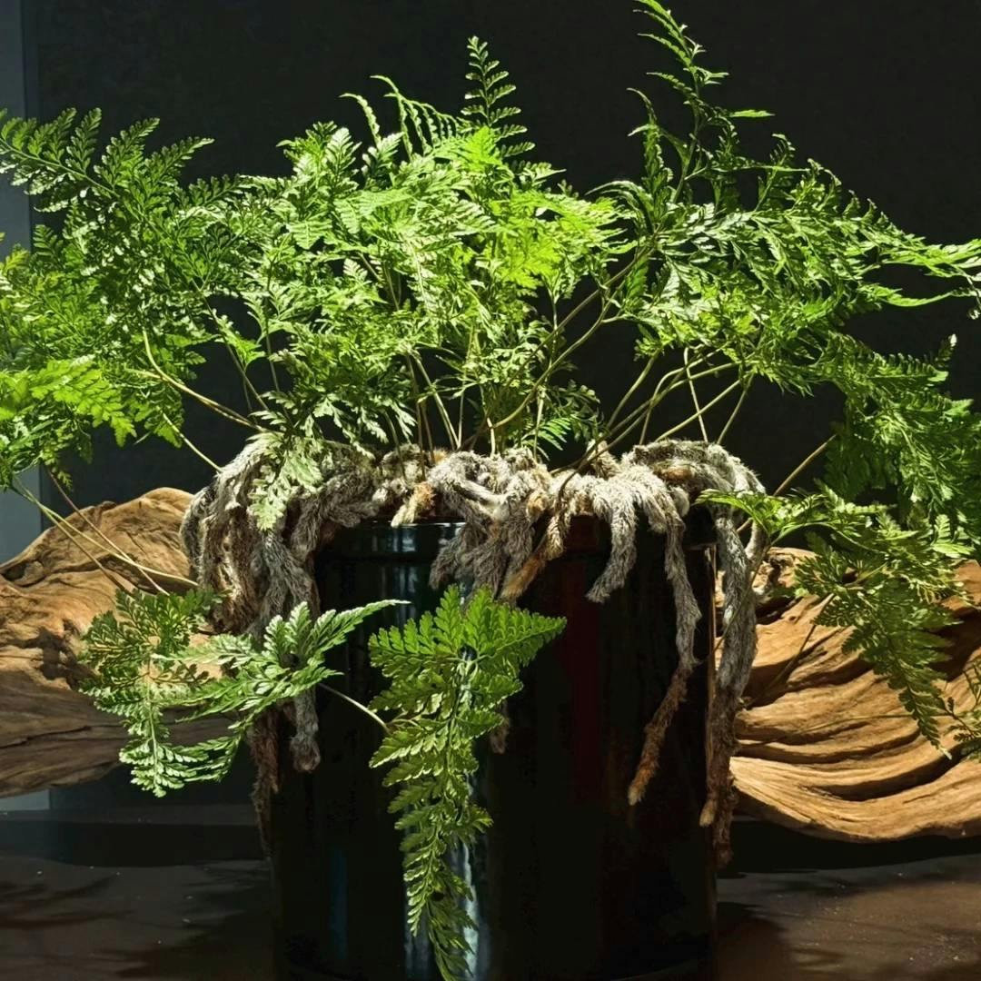 忍×常滑焼(久松窯)