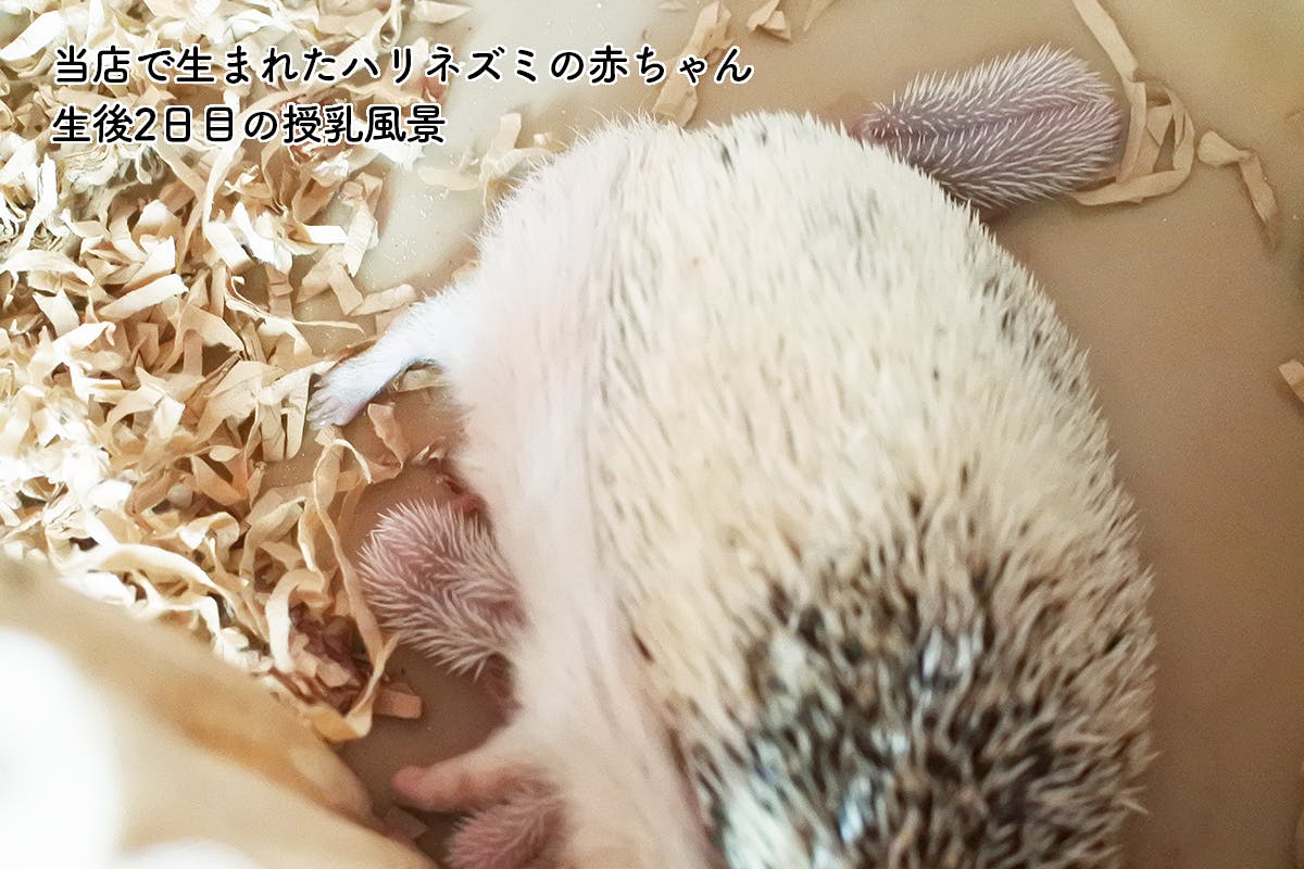 ハリネズミバー ハリんちで生まれた赤ちゃん、生後2日目