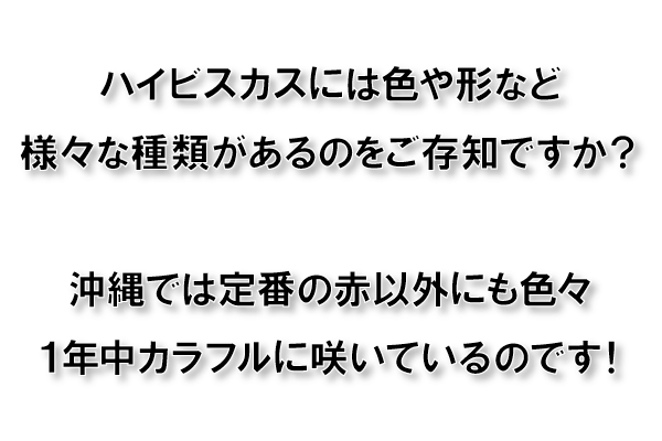 ハイビスカスには色や形など様々な種類があるのをご存知ですか？沖縄では定番の赤以外にも色々１年中カラフルに咲いているのです！