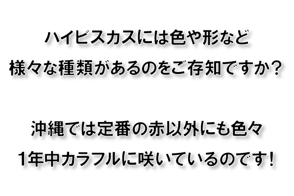 ハイビスカスには色や形など様々な種類があるのをご存知ですか?沖縄では定番の赤以外にも色々1年中カラフルに咲いているのです!