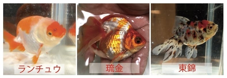 埼玉初！プレミアム金魚すくいが楽しめる金魚専門店をオープン！ - CAMPFIRE (キャンプファイヤー)