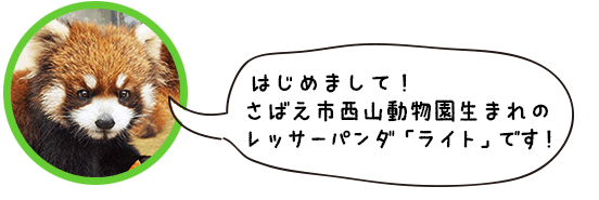 はじめまして。鯖江市西山動物園生まれのレッサーパンダ「ライト」です！