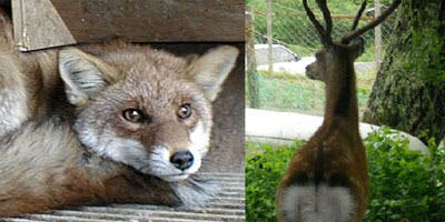 鶏を襲いに来たキツネと犬に追われた鹿