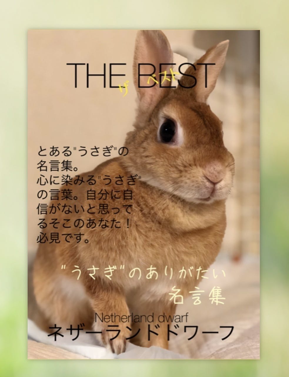リターン画像