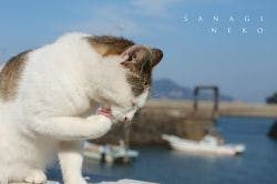 猫の島「さなぎねこ写真集」をつくりたい！！ - CAMPFIRE (キャンプ