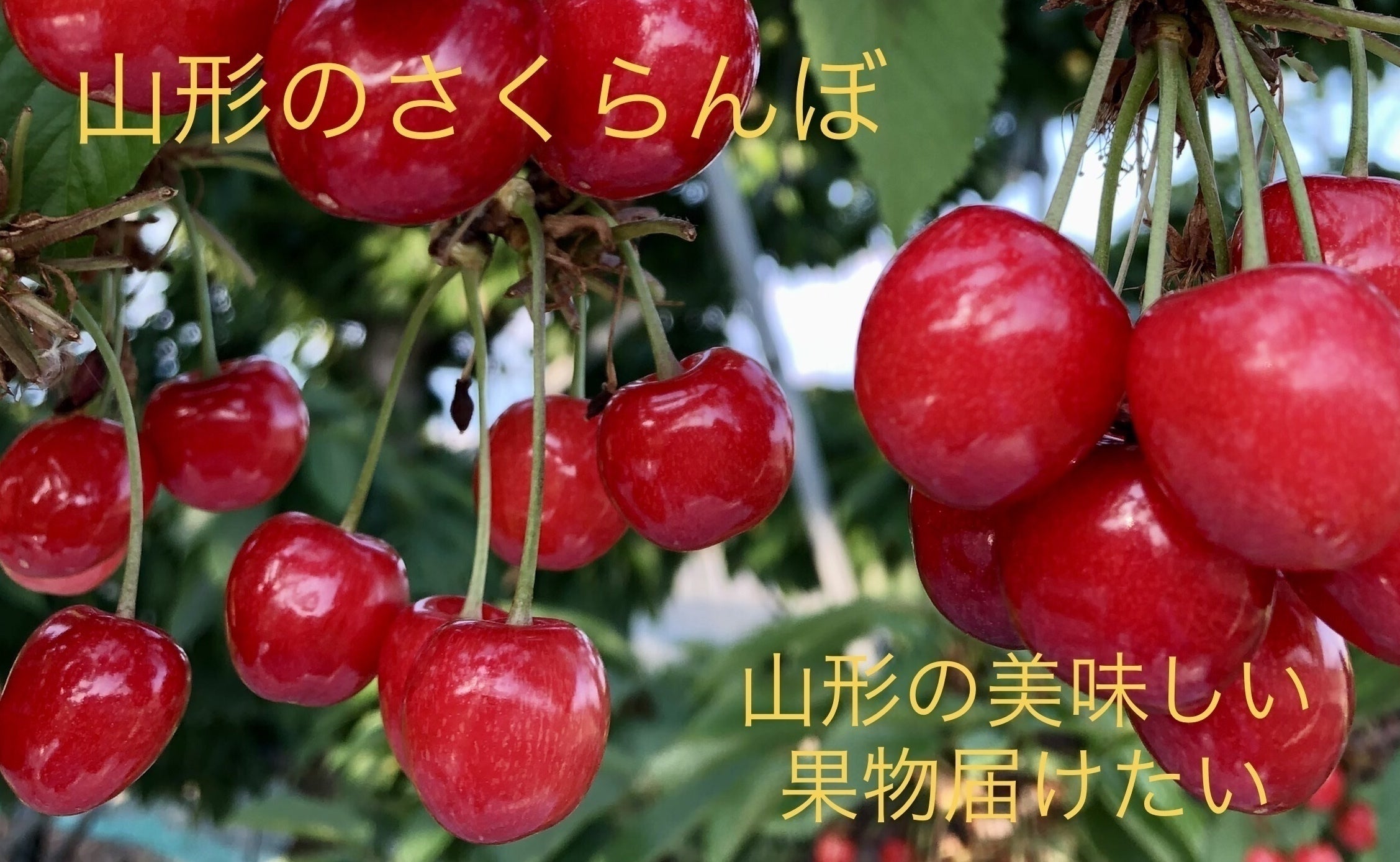 超レア果物「梨・甘ひびき」「桃・シーエックス」たくさん作り 超レア果物「梨・甘ひびき」「桃・シーエックス」たくさん作り