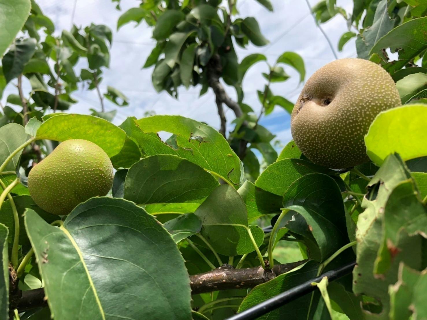 リターン画像