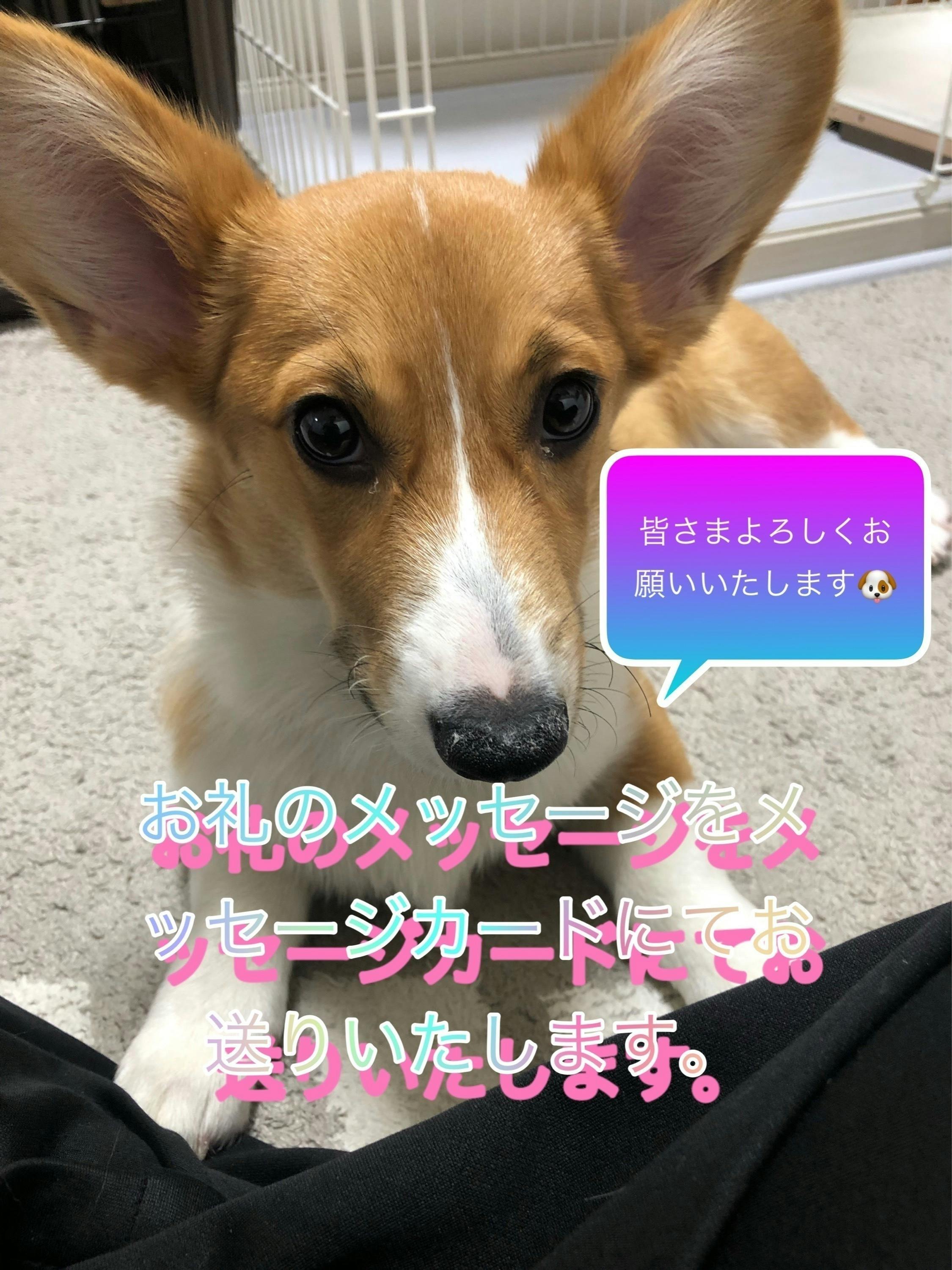 リターン画像
