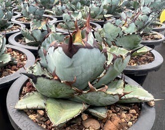 人生を豊かにする植物「アガベ」に出会えるショップを開業したい